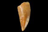 Serrated, Raptor Tooth - Real Dinosaur Tooth #139383-1